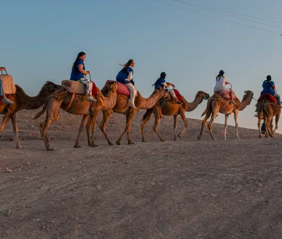 Guests on a camel ride in the Agafay desert near Marrakech at sunset, on a day trip from Casablanca