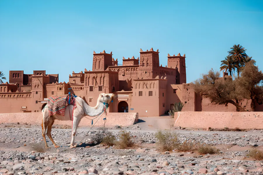 The Amridil (Amerhidil) Kasbah in the Skoura oasis, with a camel resting in front, day 9 of the 14-Day Morocco Tour from Casablanca: Morocco at Leisure