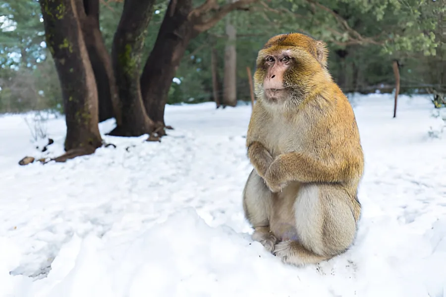 A Barbary macaque in the snowy cedar forest of the Middle Atlas near Azrou, day 6 of the 14-Day Morocco Tour from Casablanca: Morocco at Leisure