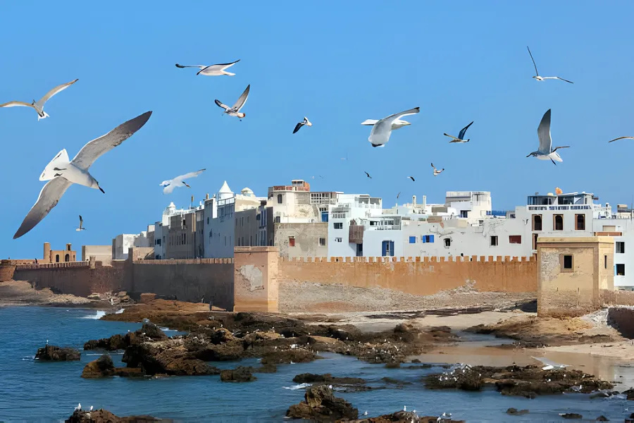 Seagulls over the ocean walls and white houses of the Essaouira medina, day 11 of the 14-Day Morocco Tour from Casablanca: Morocco at Leisure