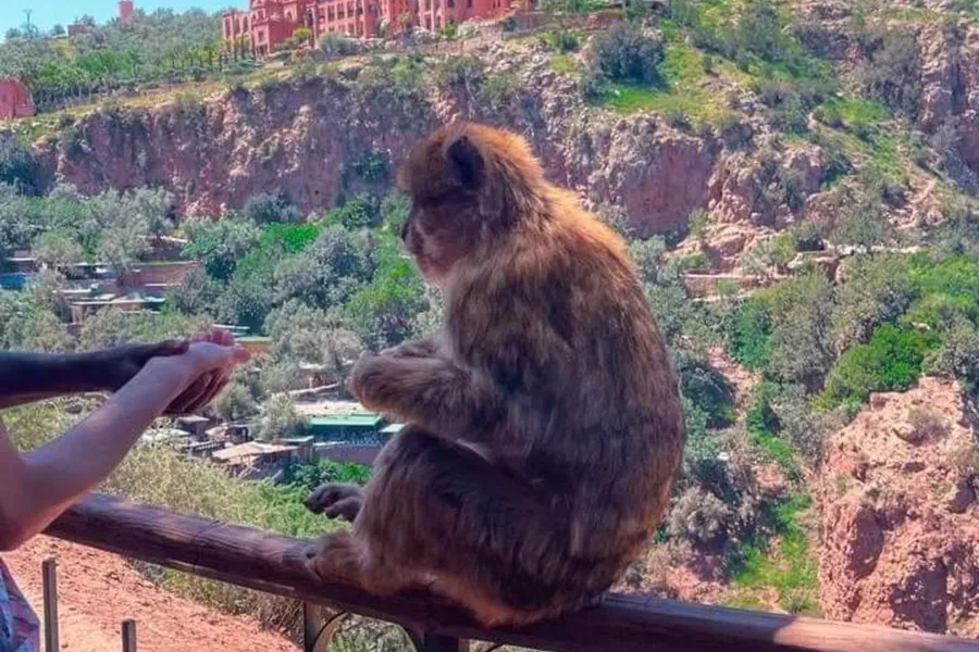 A Barbary macaque on a railing above the Ouzoud gorge, day 3 of the Ouzoud Waterfalls Day Trip from Marrakech